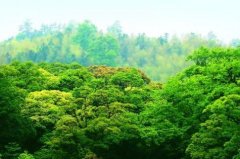仟亿碳资讯：国家林业局将进行林业碳